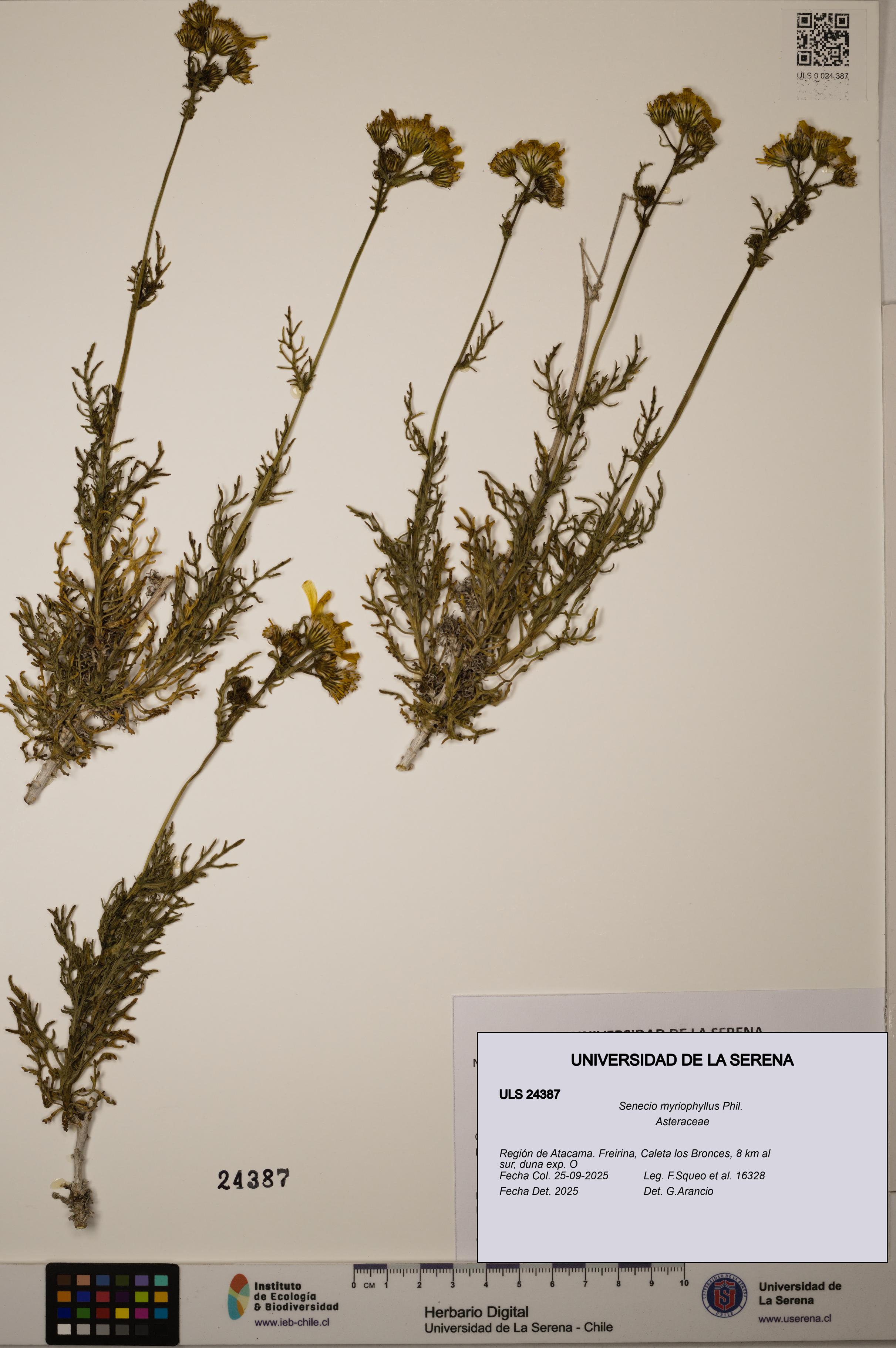 Senecio myriophyllus [Espécimen: ]