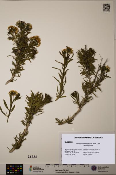 Heliotropium stenophyllum [Espécimen: ]