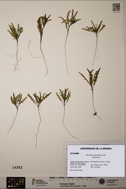 Oenothera coquimbensis [Espécimen: ULS:ULS:0024389]
