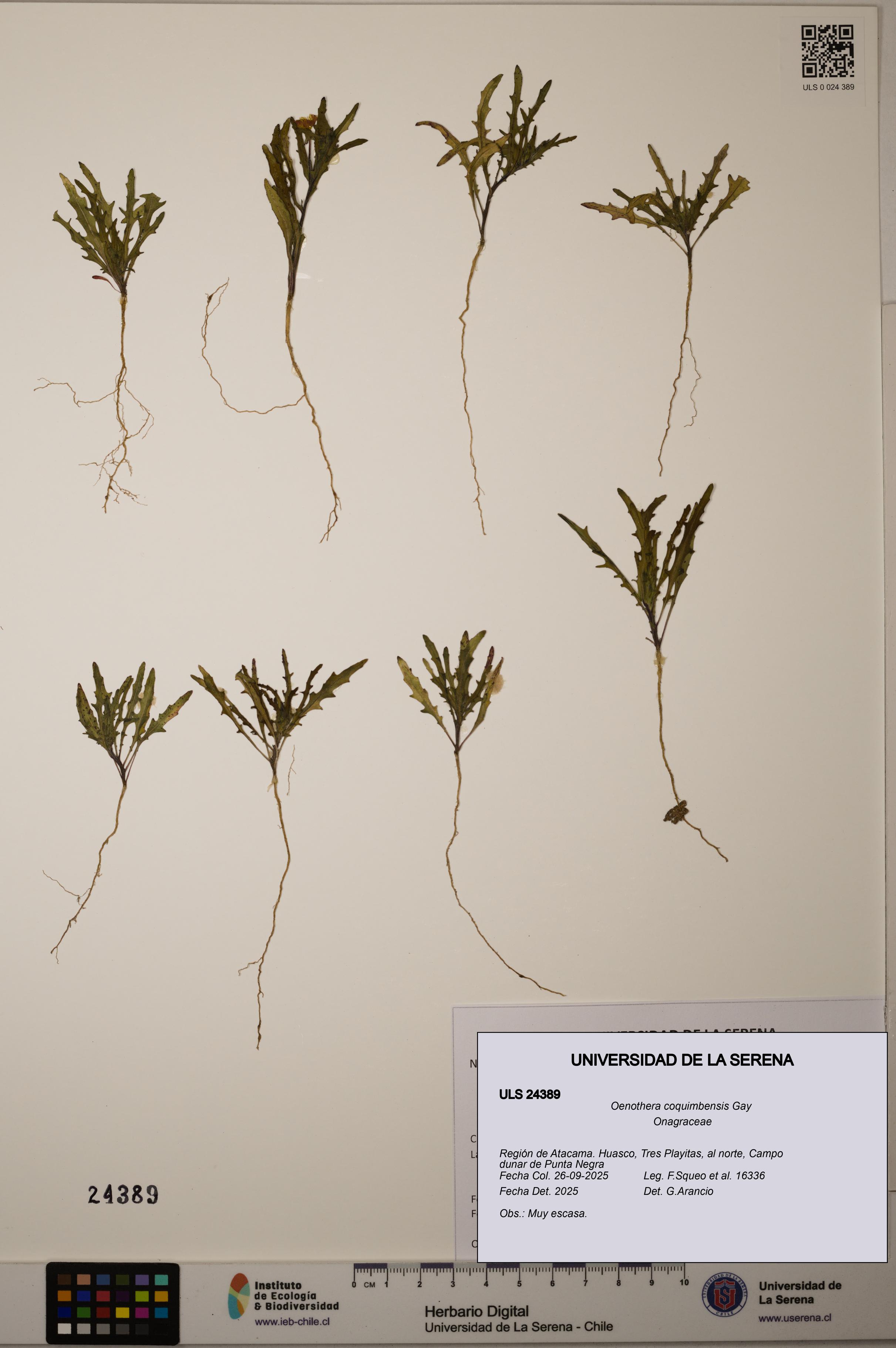 Oenothera coquimbensis [Espécimen: ULS:ULS:0024389]