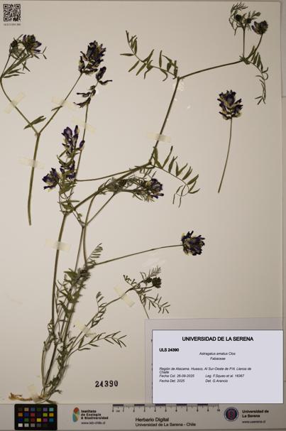 Astragalus amatus [Espécimen: ULS:ULS:0024390]