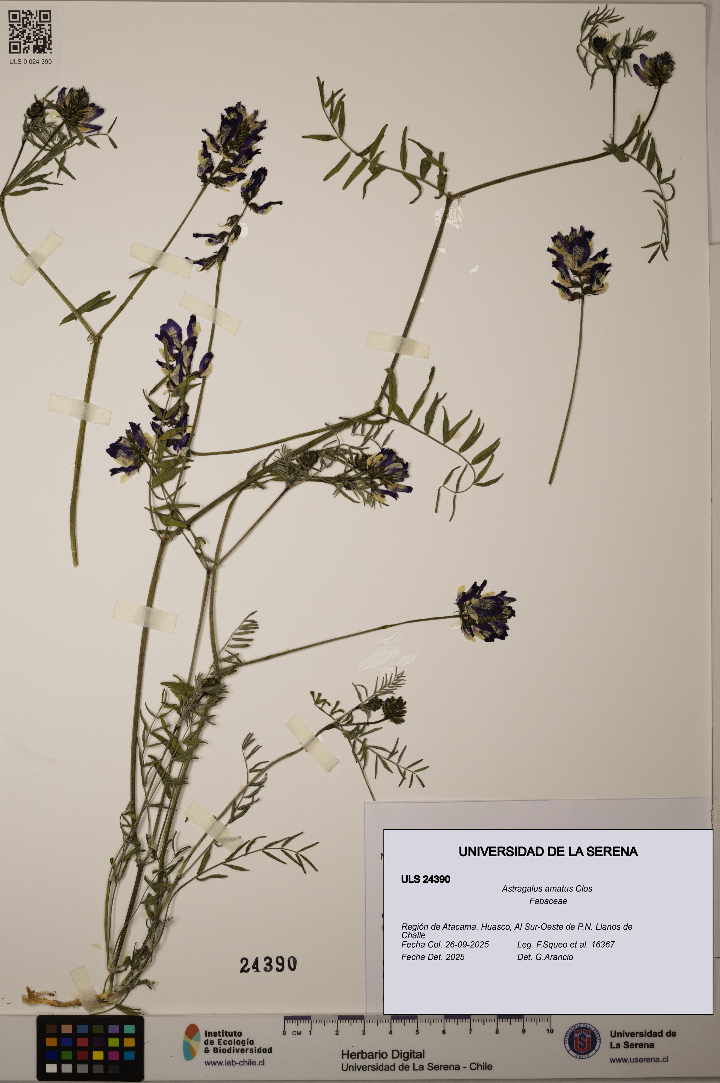 Astragalus amatus [Espécimen: ULS:ULS:0024390]
