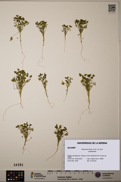 Oxalis laxa var. laxa [Espécimen: ]