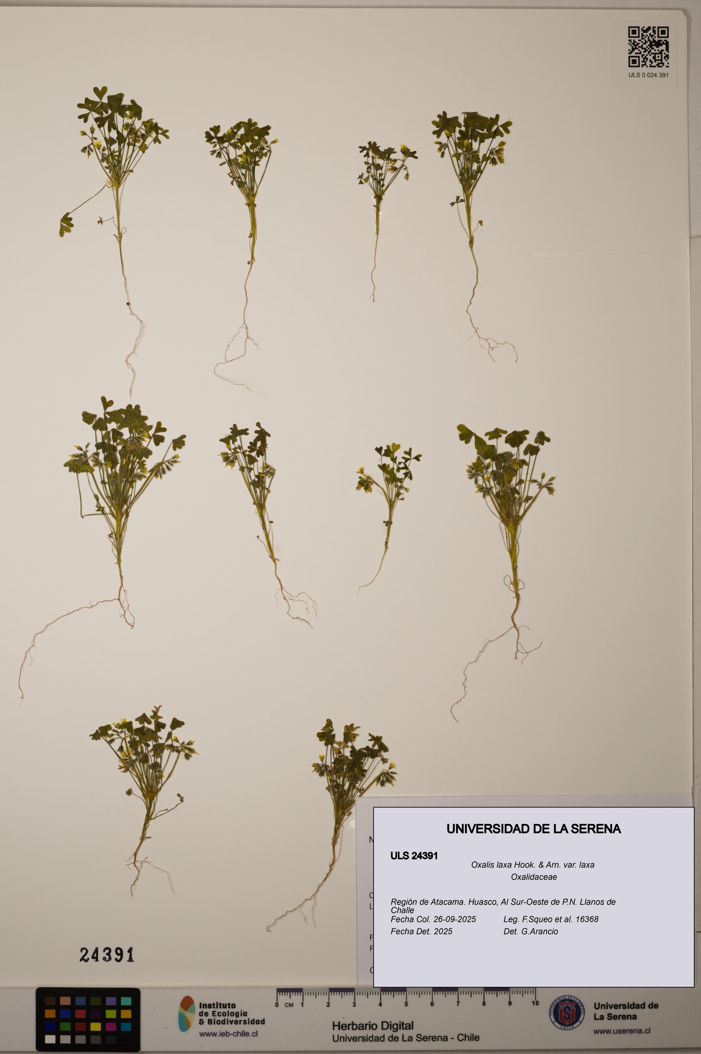 Oxalis laxa var. laxa [Espécimen: ]
