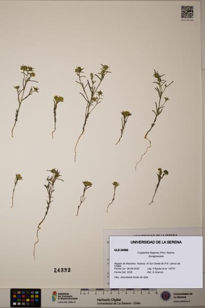 Cryptantha filaginea [Espécimen: ULS:ULS:0024392]