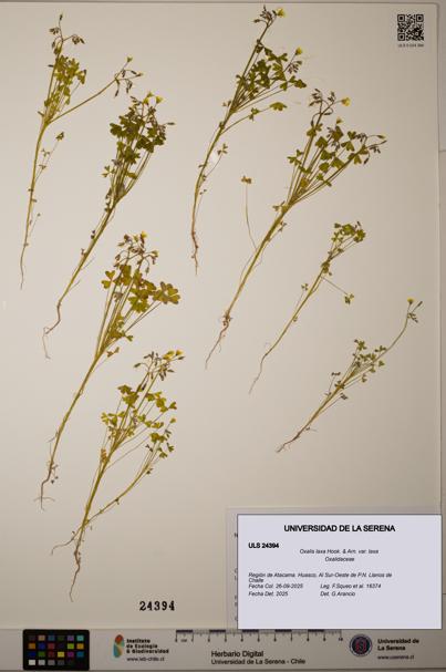 Oxalis laxa var. laxa [Espécimen: ]