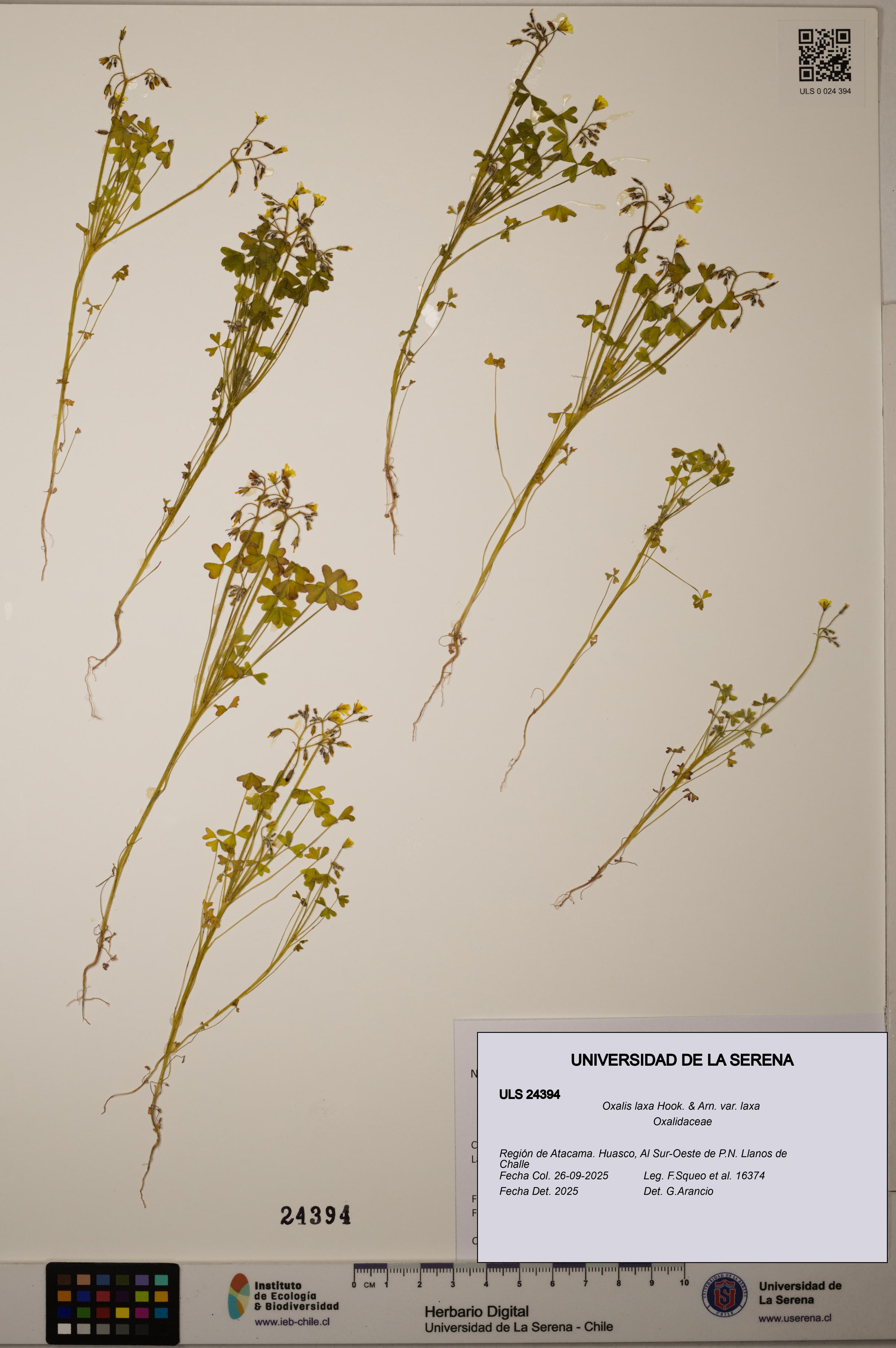 Oxalis laxa var. laxa [Espécimen: ]