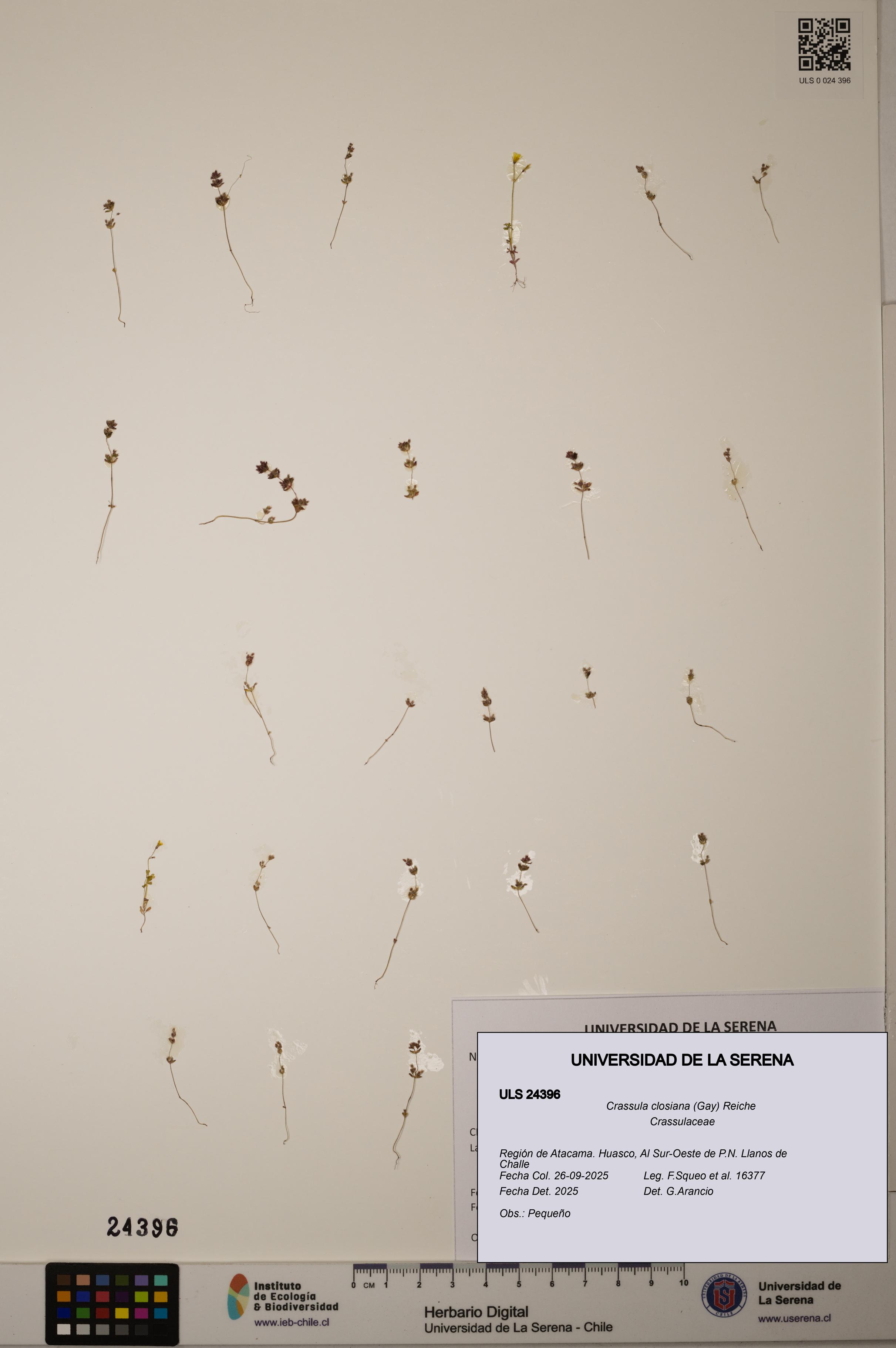 Crassula closiana [Espécimen: ULS:ULS:0024396]