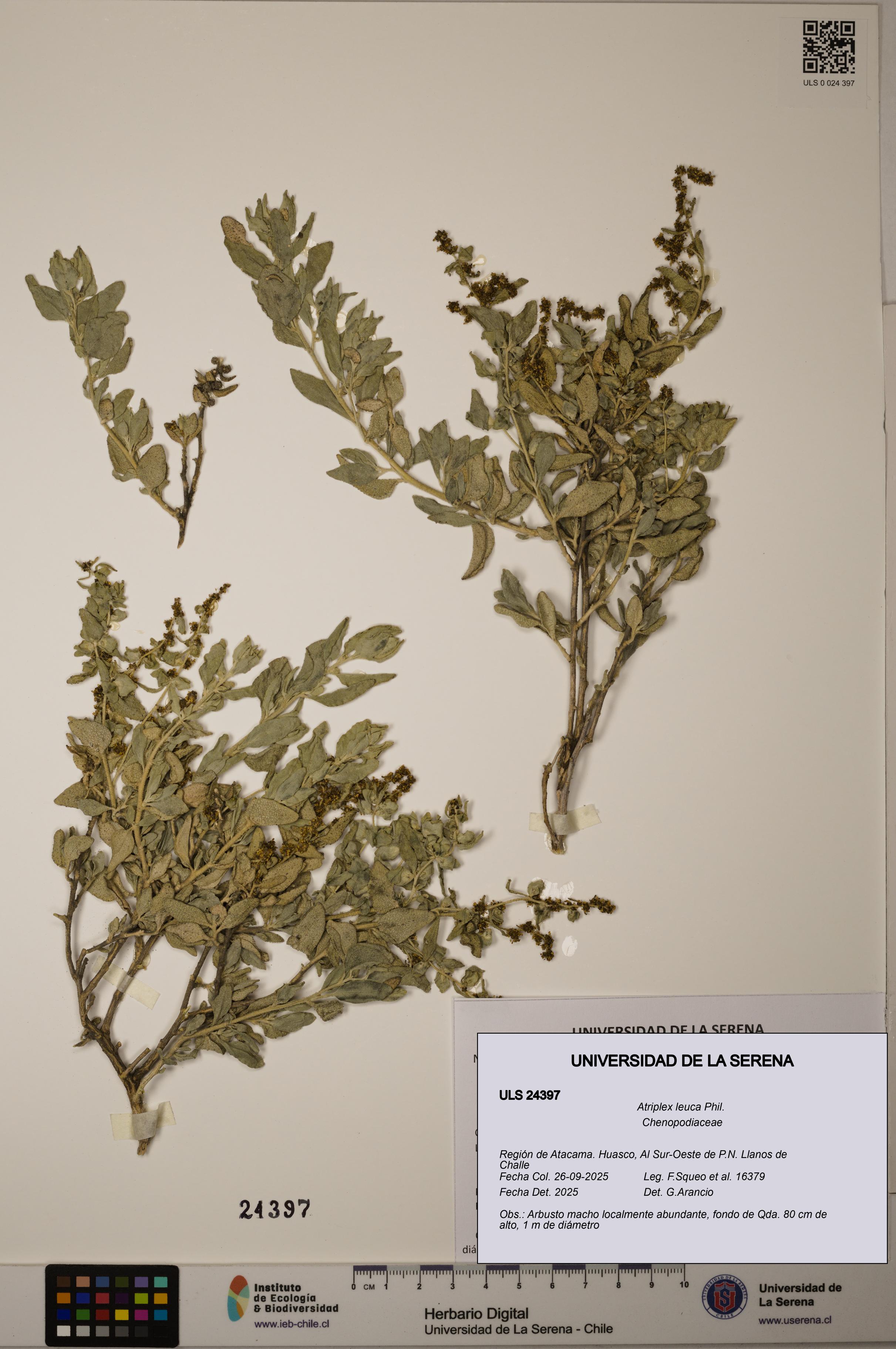 Atriplex leuca [Espécimen: ]
