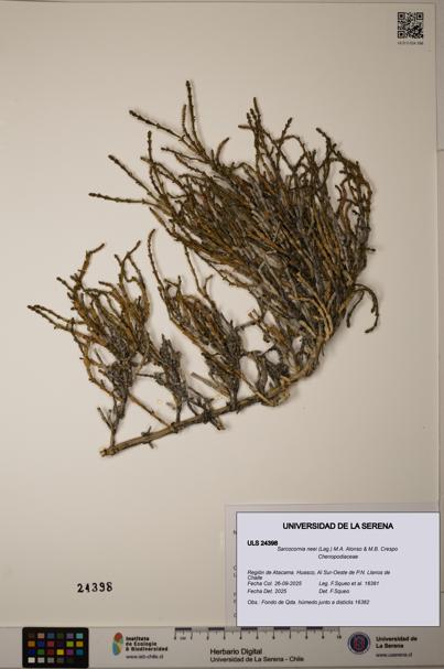 Sarcocornia neei [Espécimen: ULS:ULS:0024398]