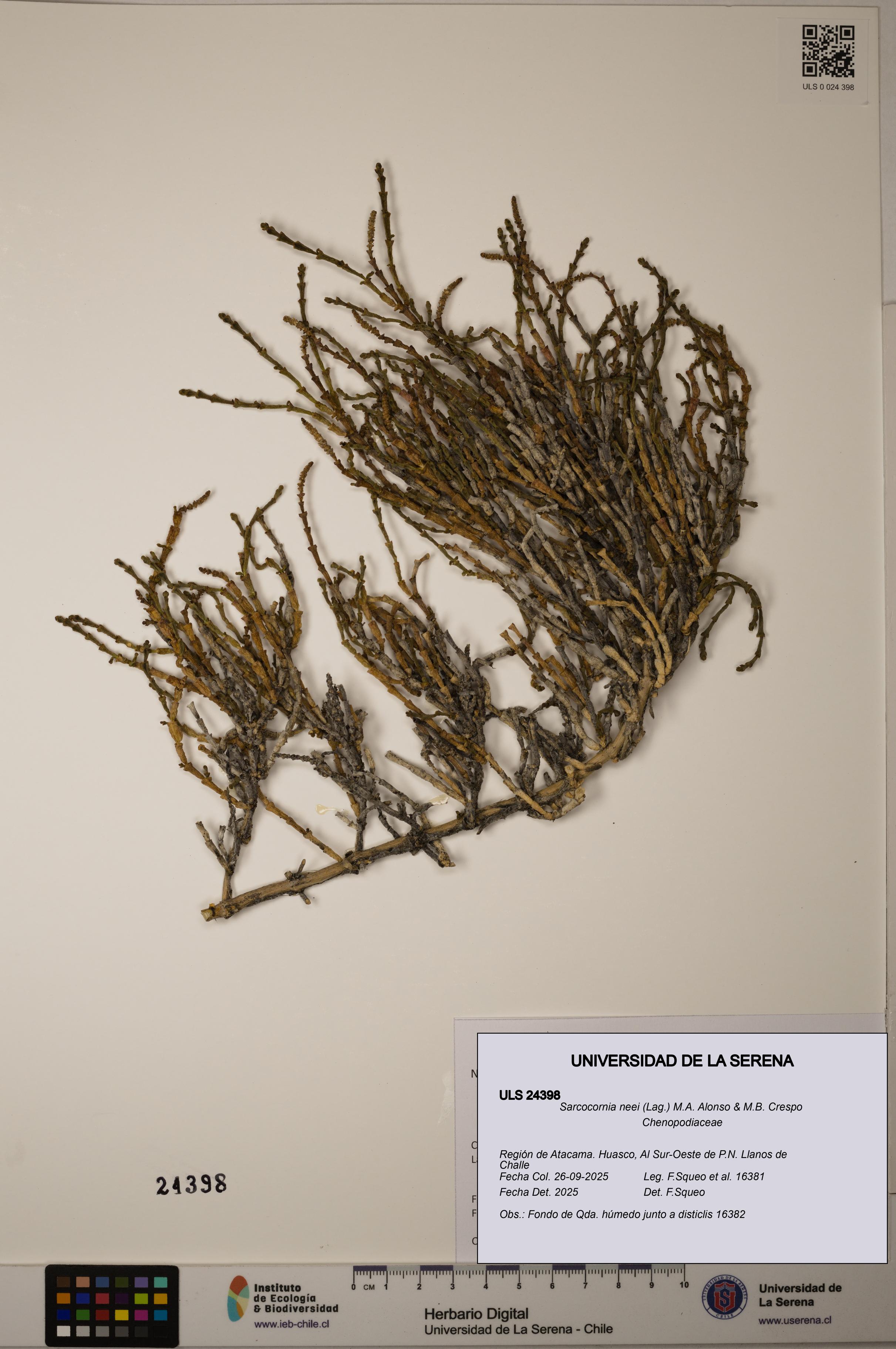 Sarcocornia neei [Espécimen: ULS:ULS:0024398]