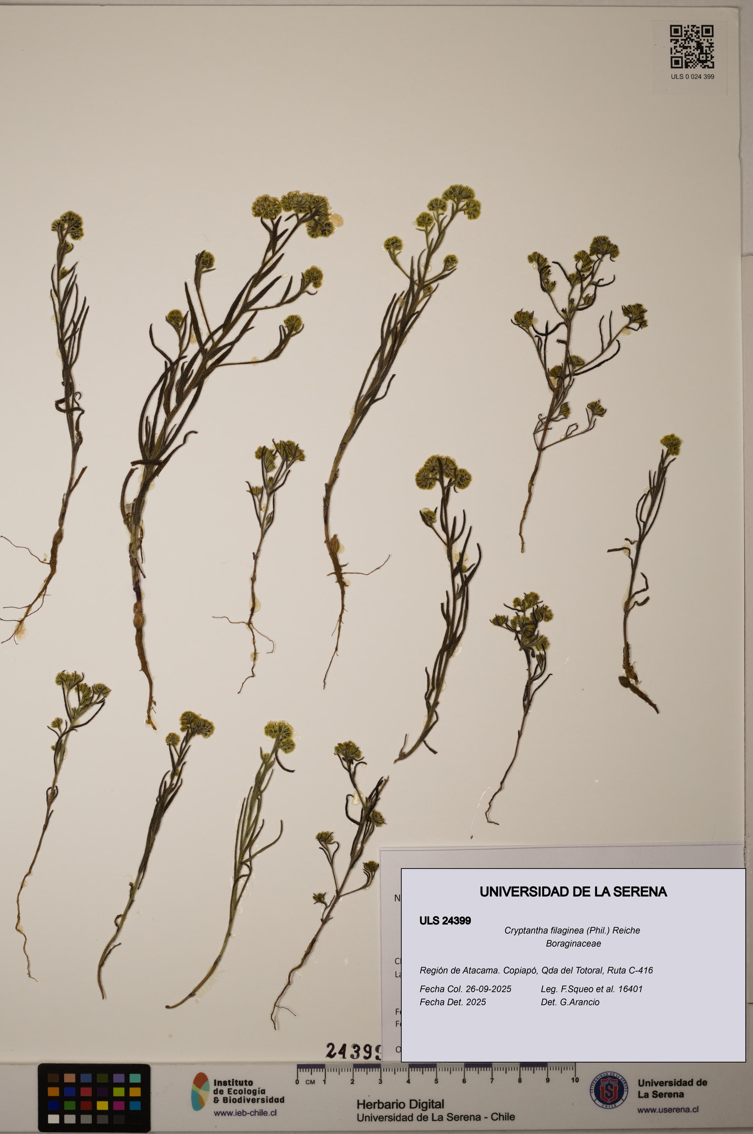 Cryptantha filaginea [Espécimen: ULS:ULS:0024399]