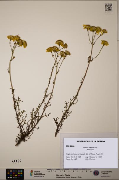 Senecio almeidae [Espécimen: ]