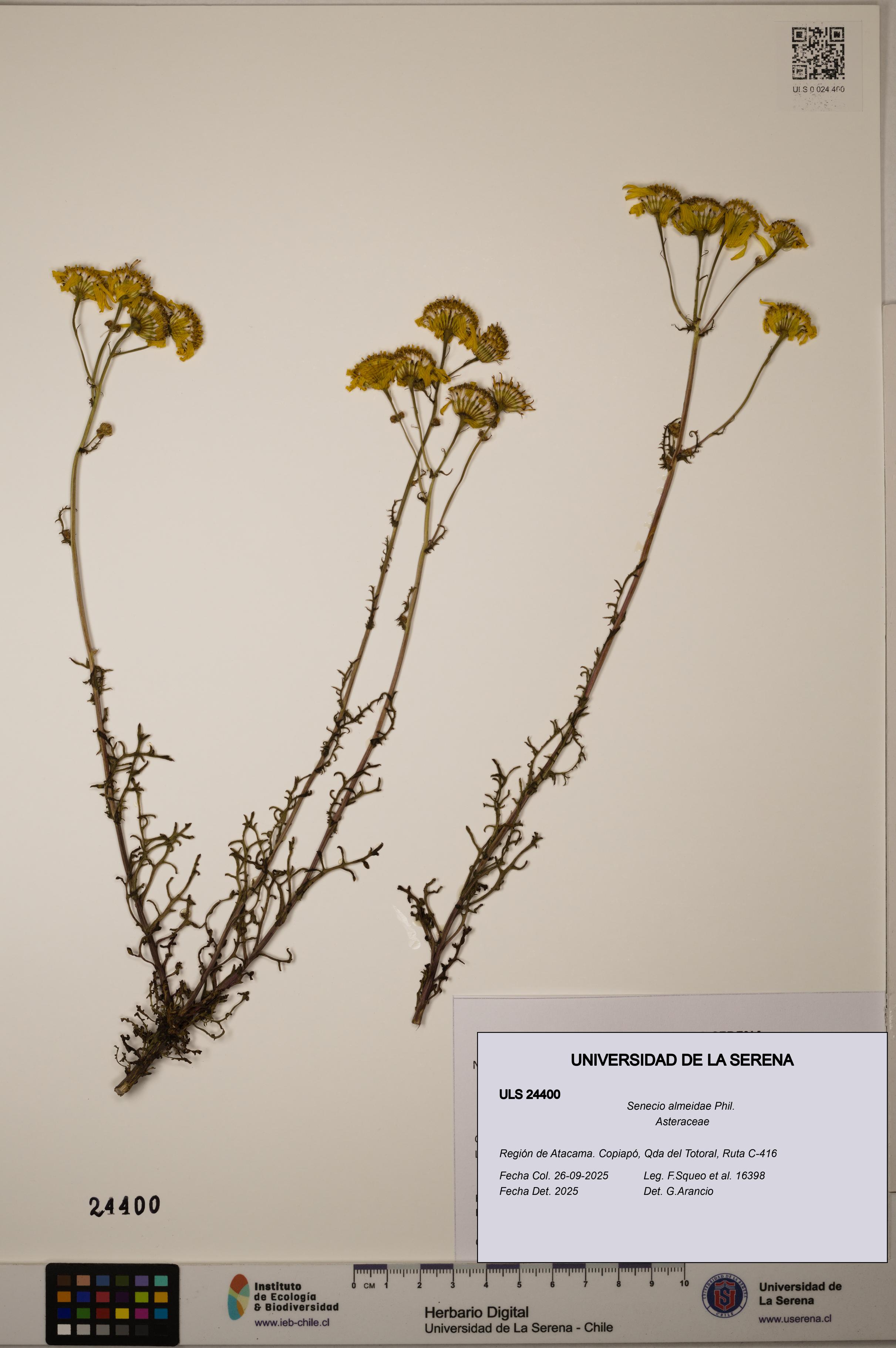 Senecio almeidae [Espécimen: ]