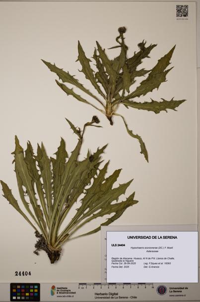 Hypochaeris scorzonerae [Espécimen: ULS:ULS:0024404]