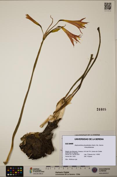 Zephyranthes phycelloides [Espécimen: ULS:ULS:0024405]
