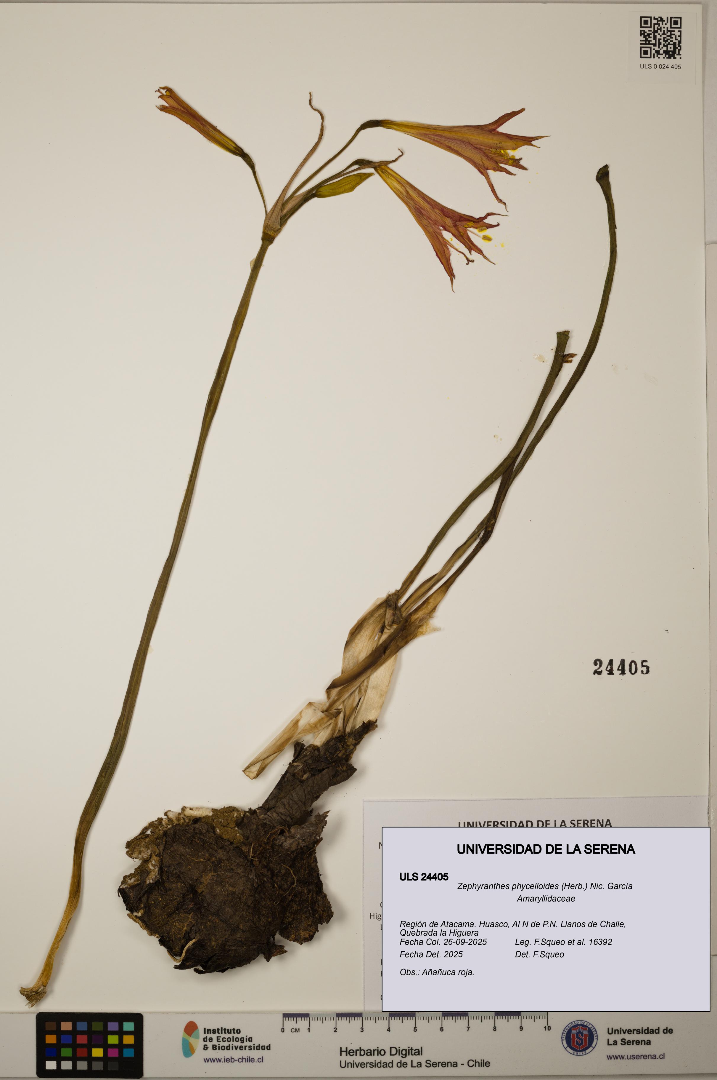 Zephyranthes phycelloides [Espécimen: ULS:ULS:0024405]