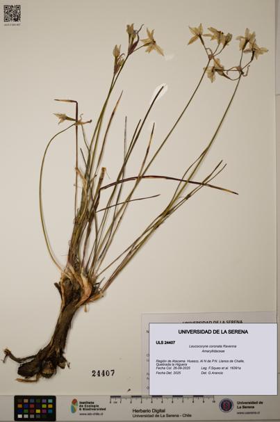 Leucocoryne coronata [Espécimen: ULS:ULS:0024407]