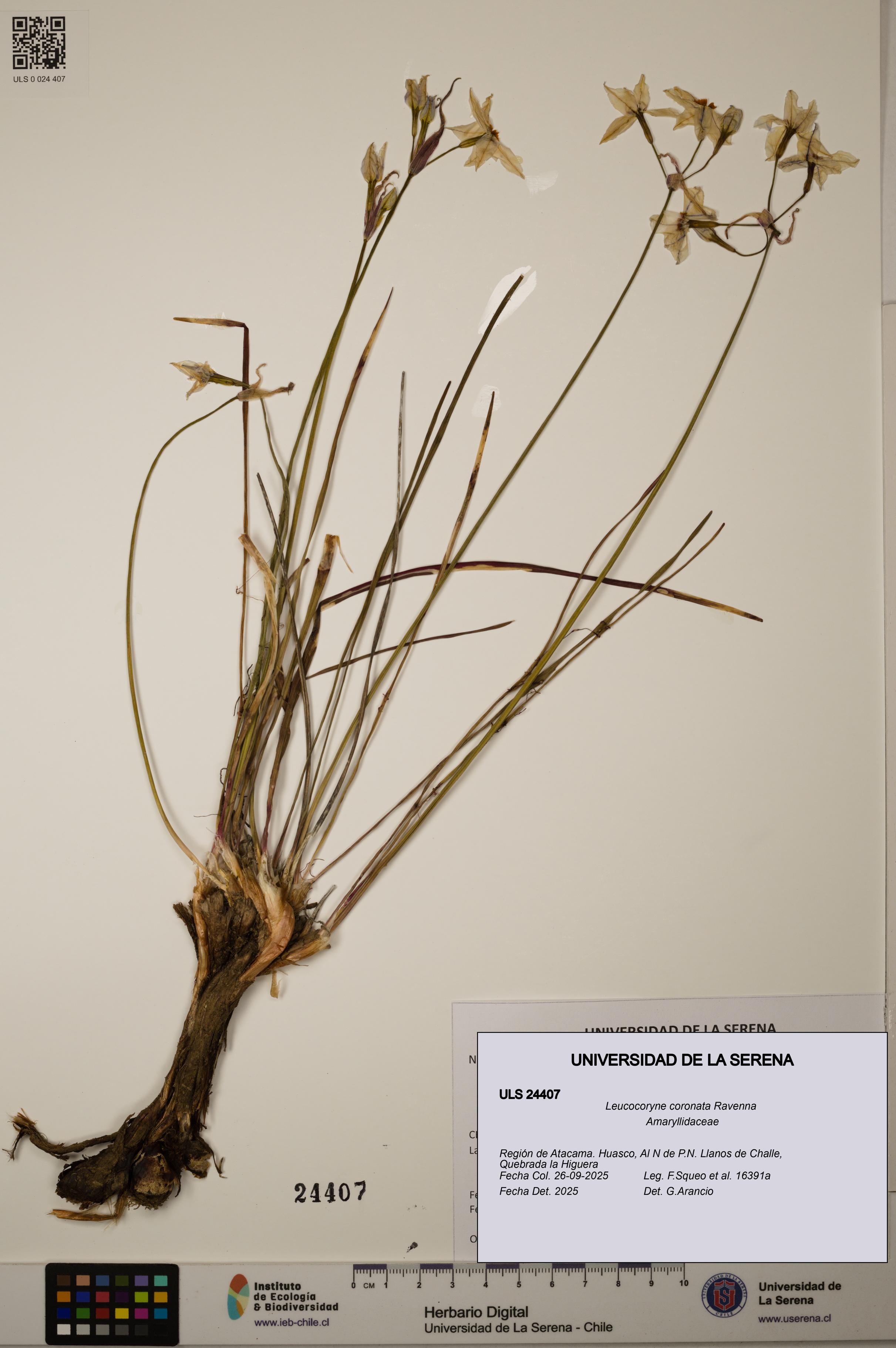 Leucocoryne coronata [Espécimen: ULS:ULS:0024407]