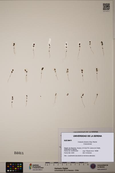 Crassula closiana [Espécimen: ULS:ULS:0024411]