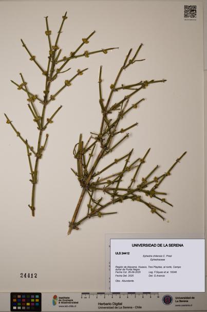 Ephedra chilensis [Espécimen: ]