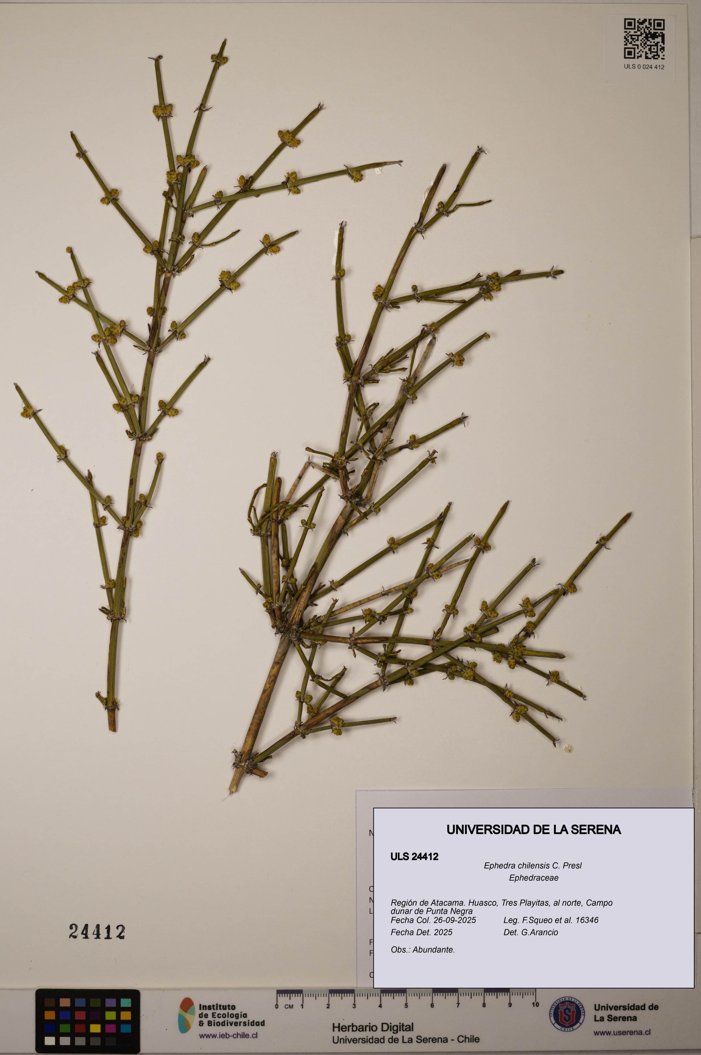 Ephedra chilensis [Espécimen: ]
