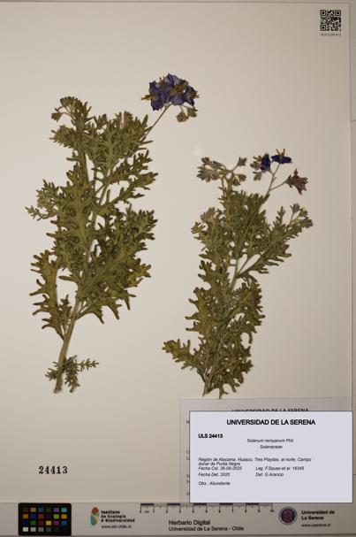 Solanum remyanum [Espécimen: ]