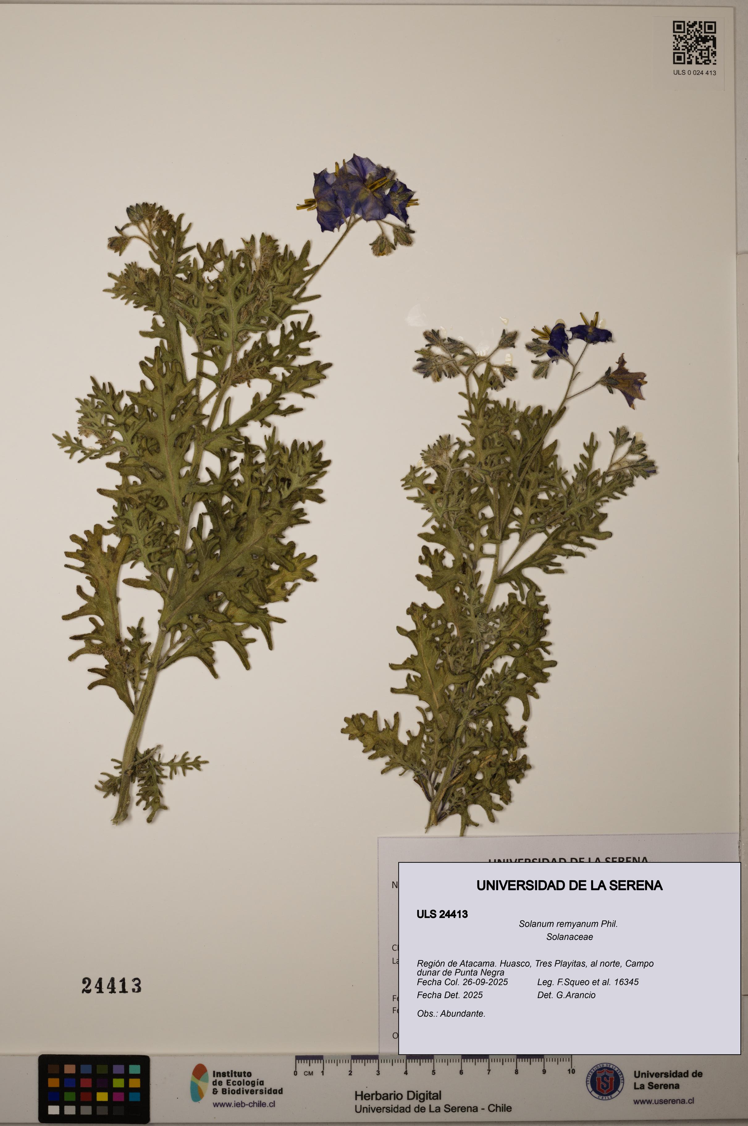 Solanum remyanum [Espécimen: ]