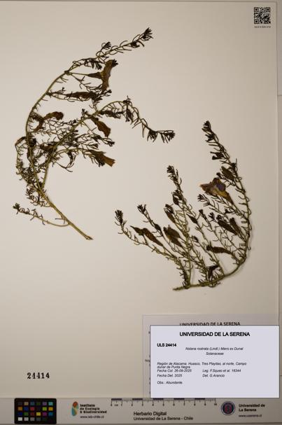 Nolana rostrata [Espécimen: ]