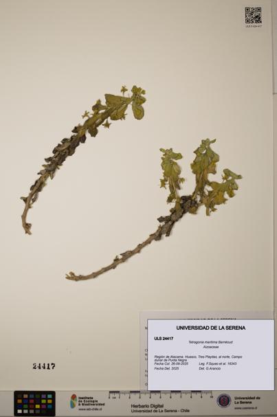 Tetragonia maritima [Espécimen: ULS:ULS:0024417]