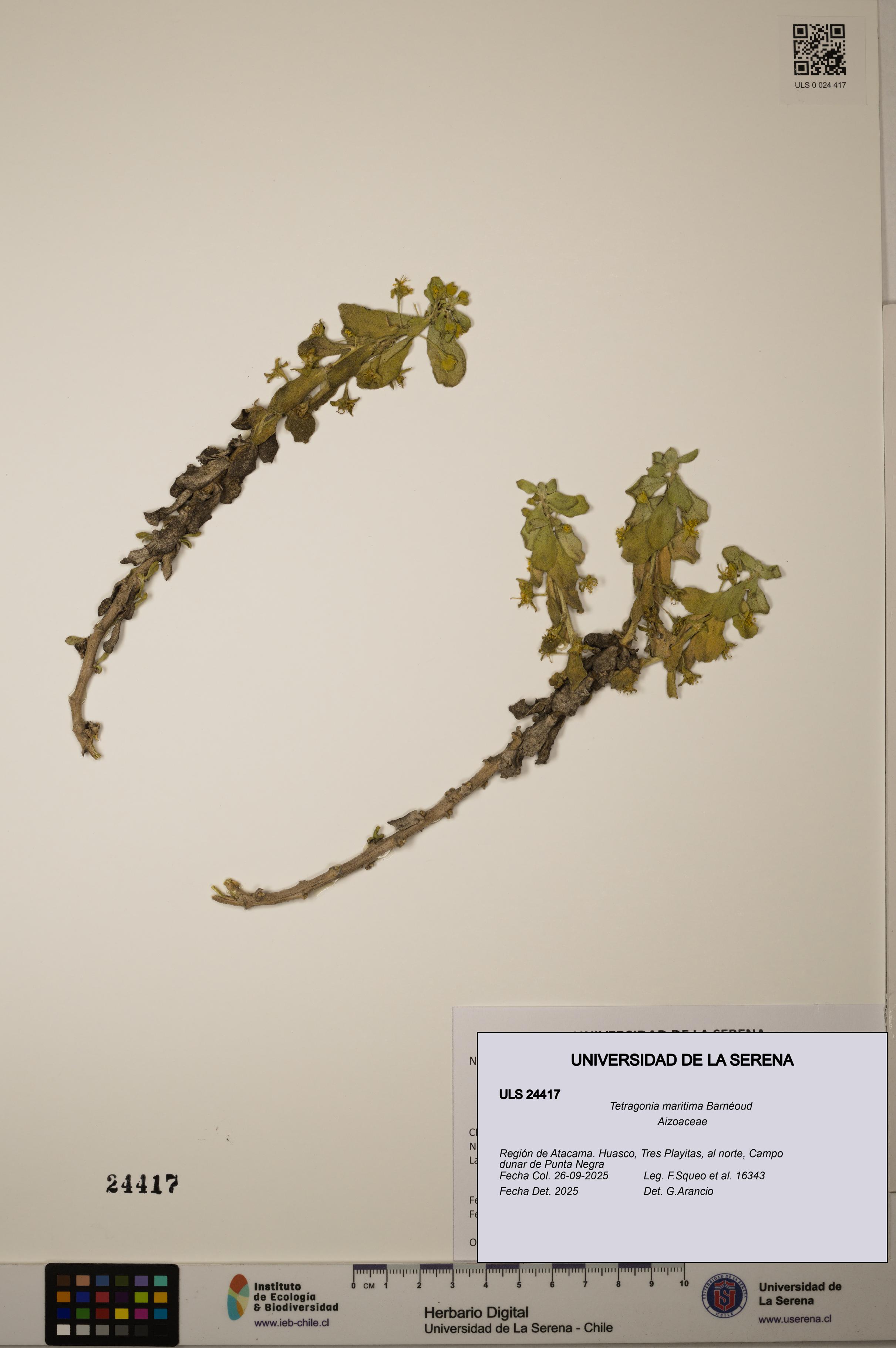 Tetragonia maritima [Espécimen: ULS:ULS:0024417]