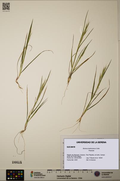 Bromus berteroanus [Espécimen: ULS:ULS:0024418]