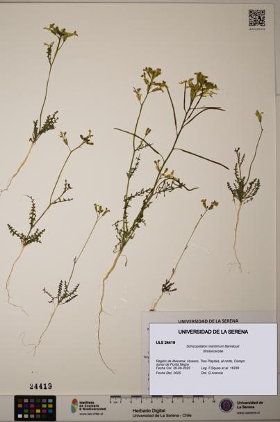 Schizopetalon maritimum [Espécimen: ULS:ULS:0024419]