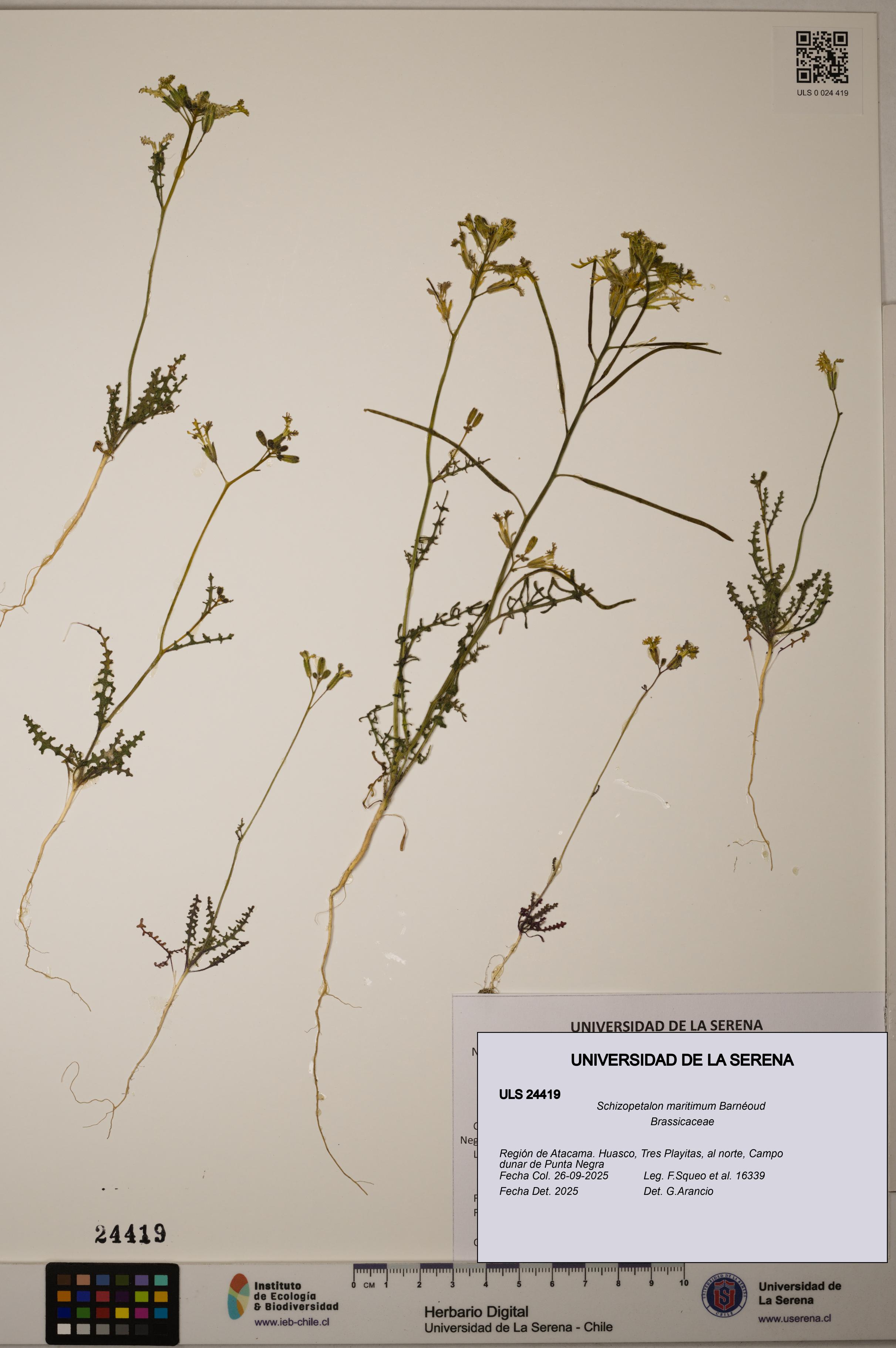 Schizopetalon maritimum [Espécimen: ULS:ULS:0024419]