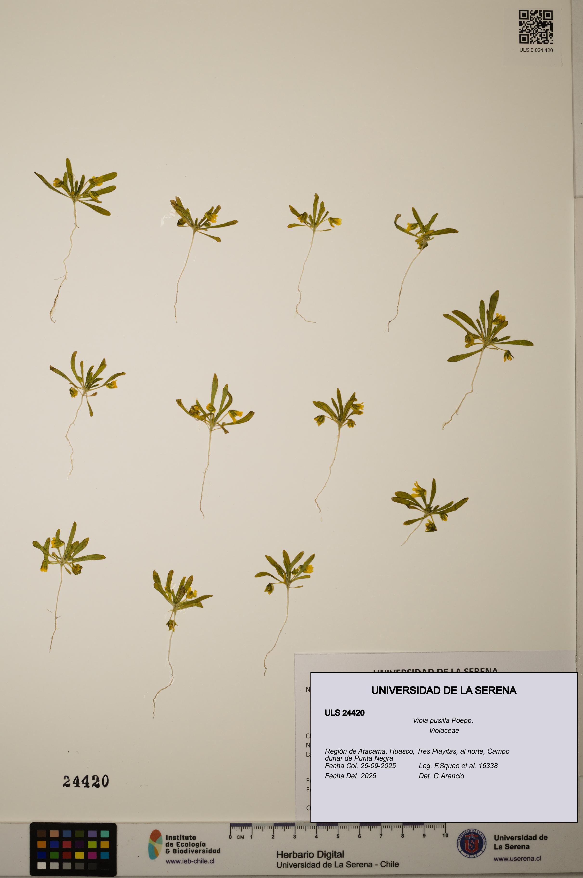 Viola pusilla [Espécimen: ULS:ULS:0024420]