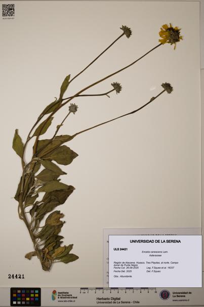 Encelia canescens [Espécimen: ULS:ULS:0024421]