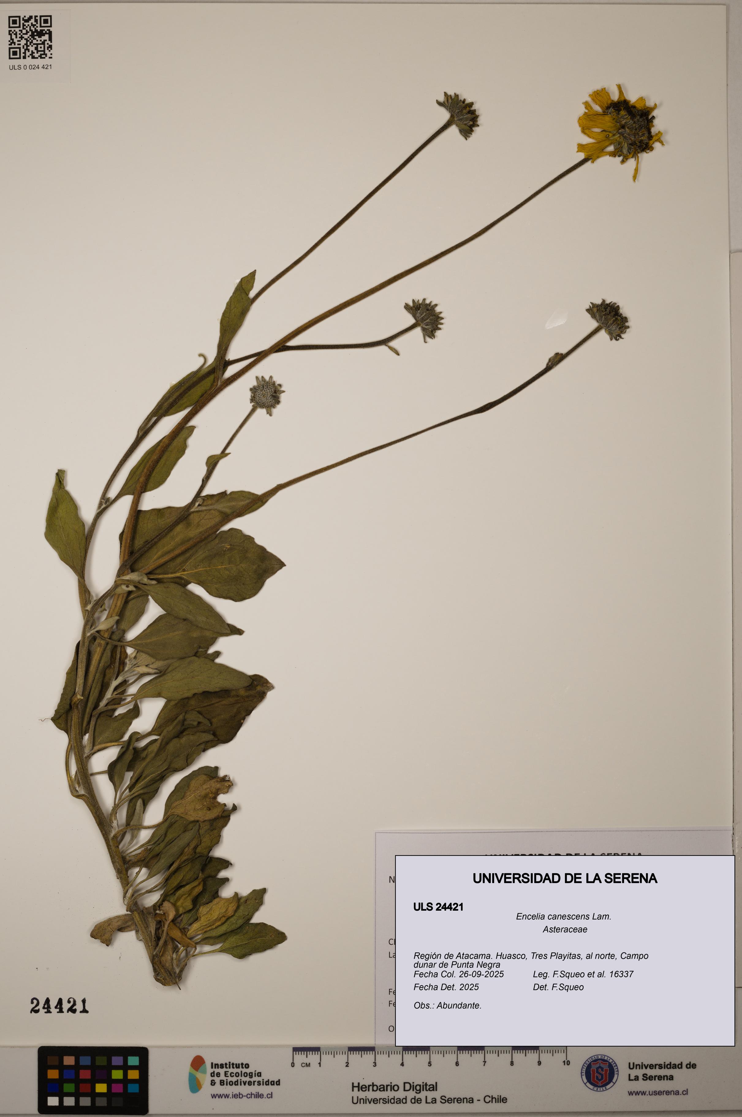 Encelia canescens [Espécimen: ULS:ULS:0024421]