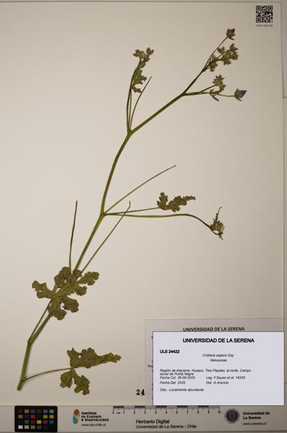 Cristaria aspera [Espécimen: ULS:ULS:0024422]
