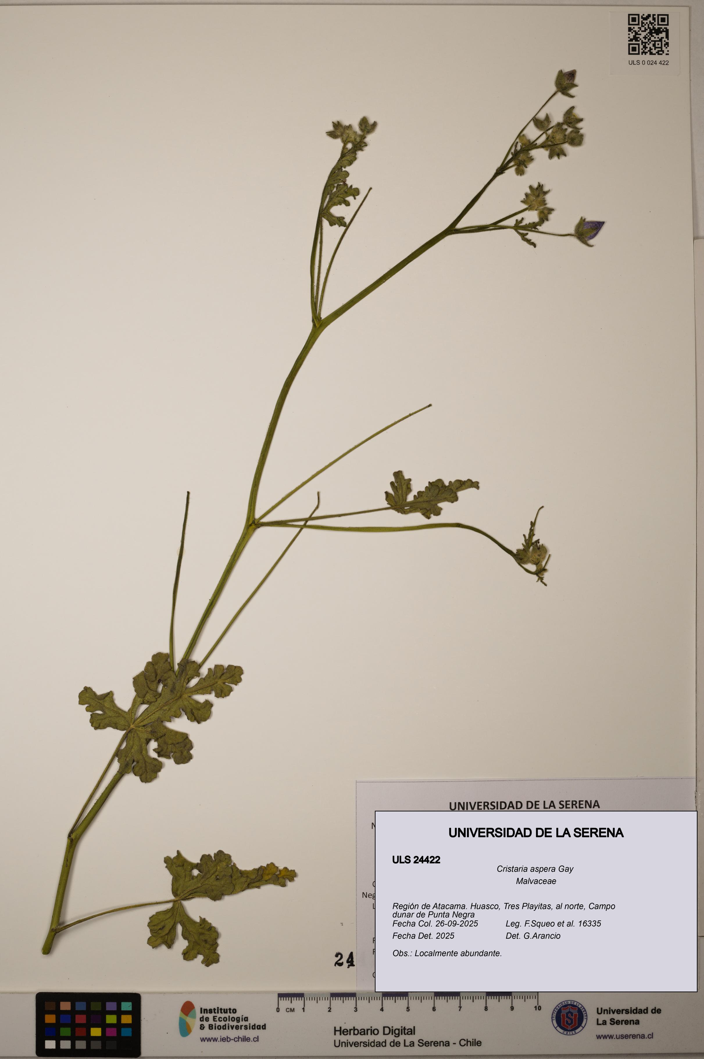 Cristaria aspera [Espécimen: ULS:ULS:0024422]