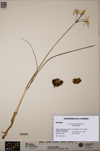 Leucocoryne macropetala [Espécimen: ULS:ULS:0024423]