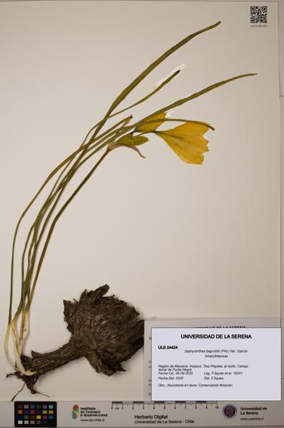 Zephyranthes bagnoldii [Espécimen: ULS:ULS:0024424]