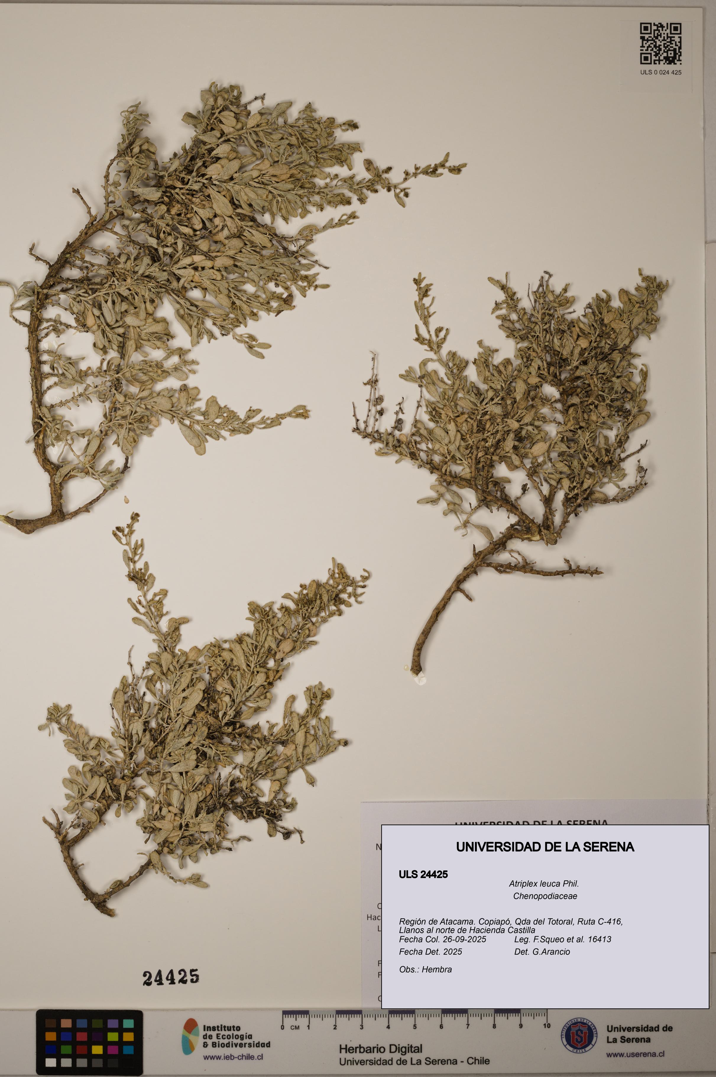 Atriplex leuca [Espécimen: ]