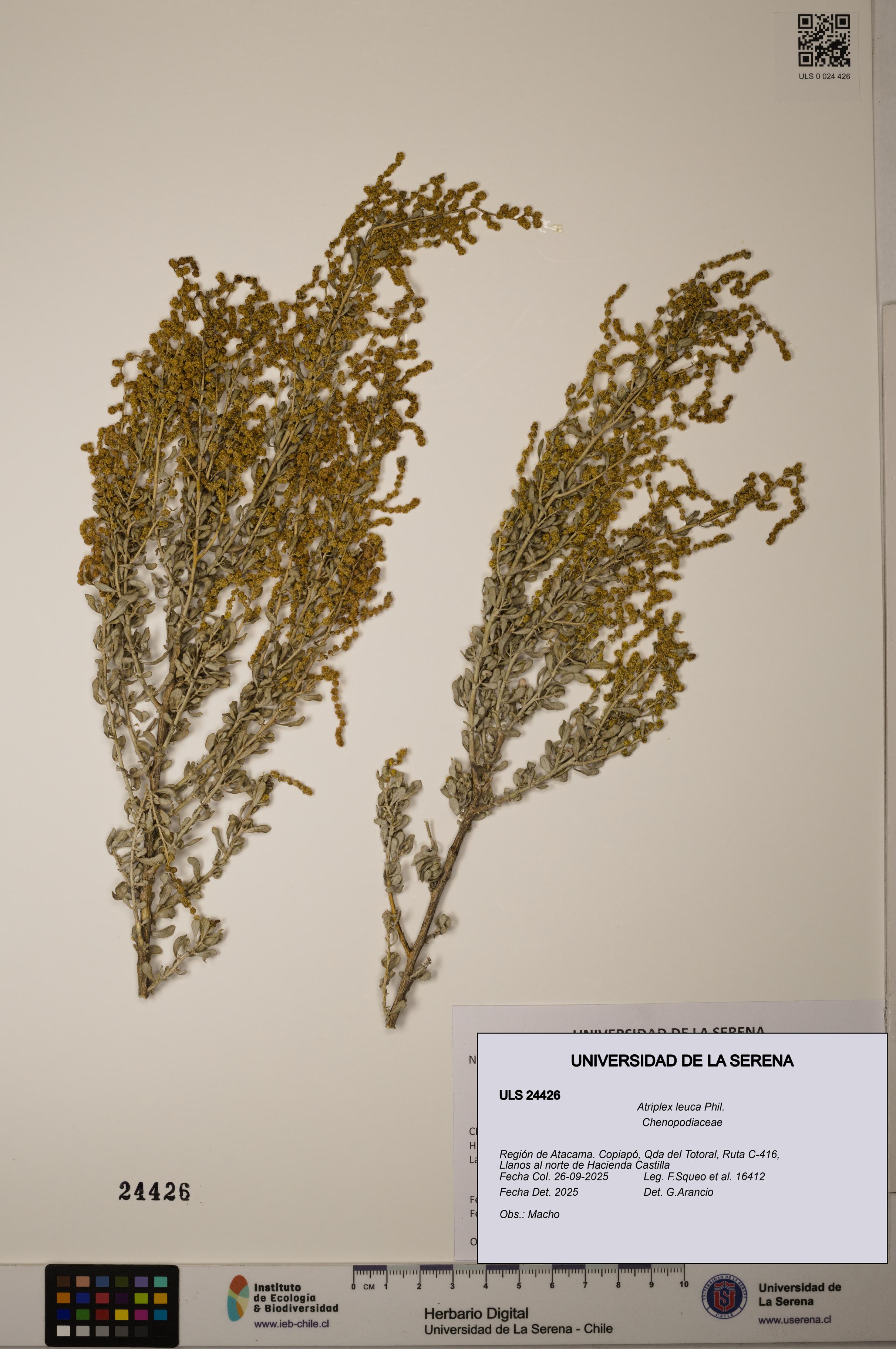 Atriplex leuca [Espécimen: ]