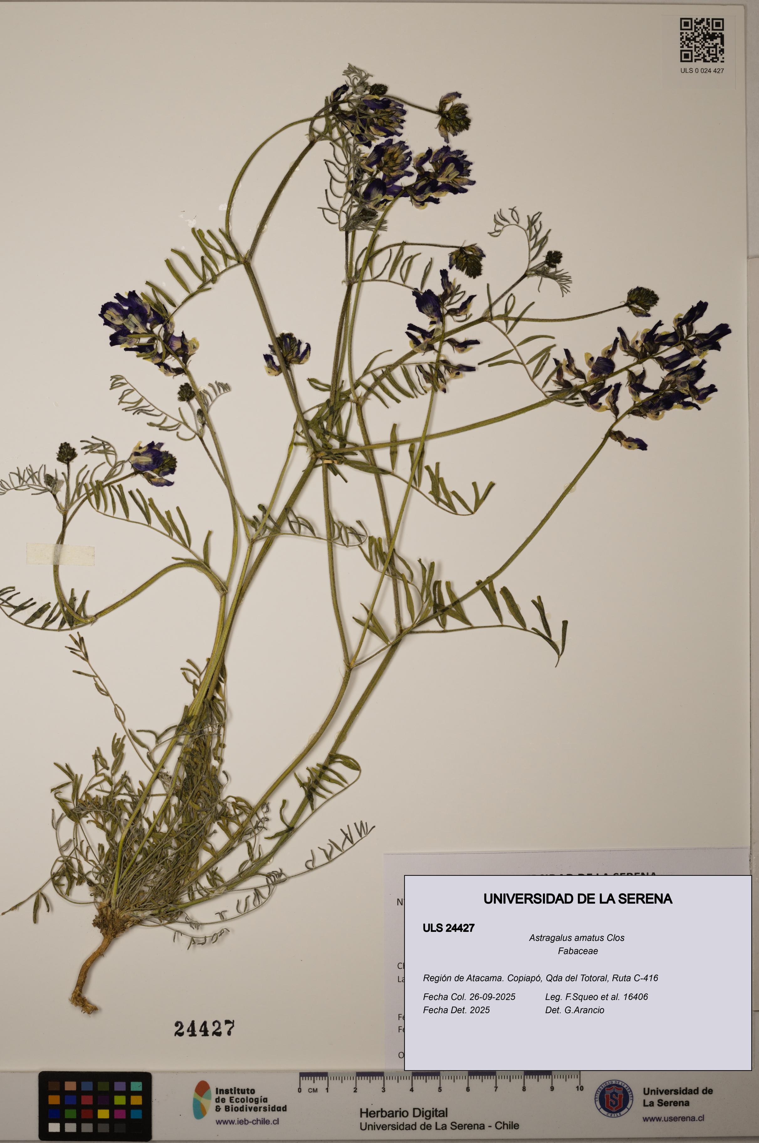 Astragalus amatus [Espécimen: ULS:ULS:0024427]