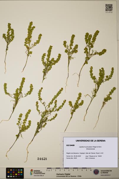 Lepidium auriculatum [Espécimen: ]