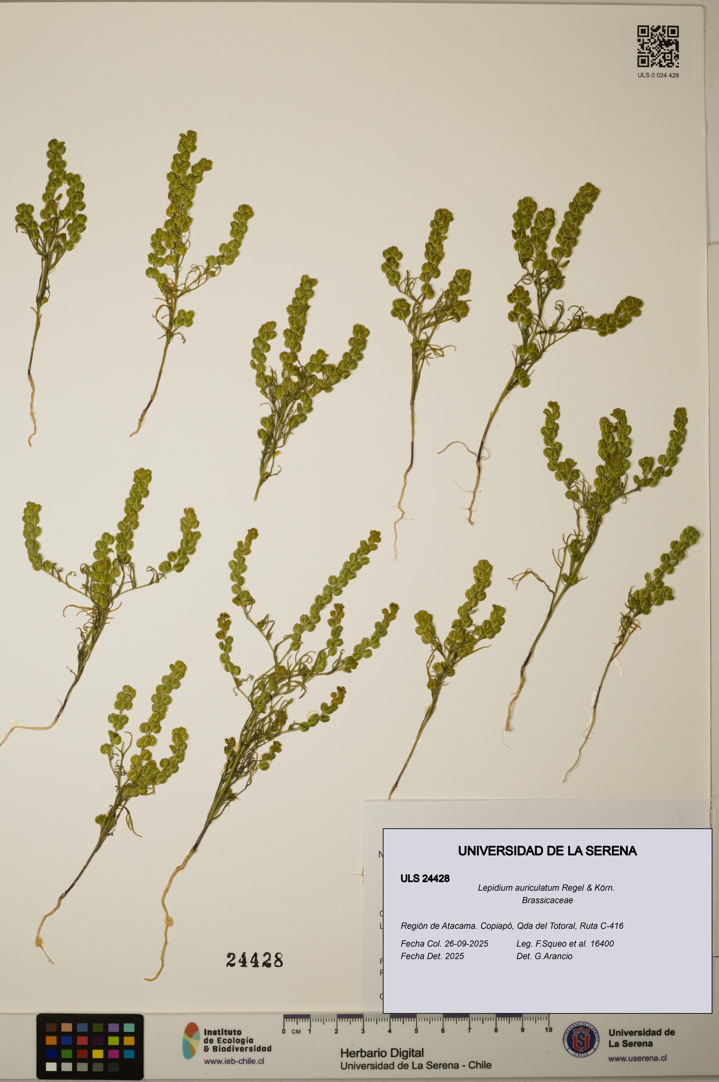 Lepidium auriculatum [Espécimen: ]