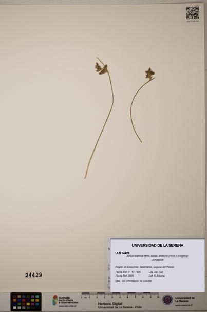 Juncus balticus [Espécimen: ULS:ULS:0024429]