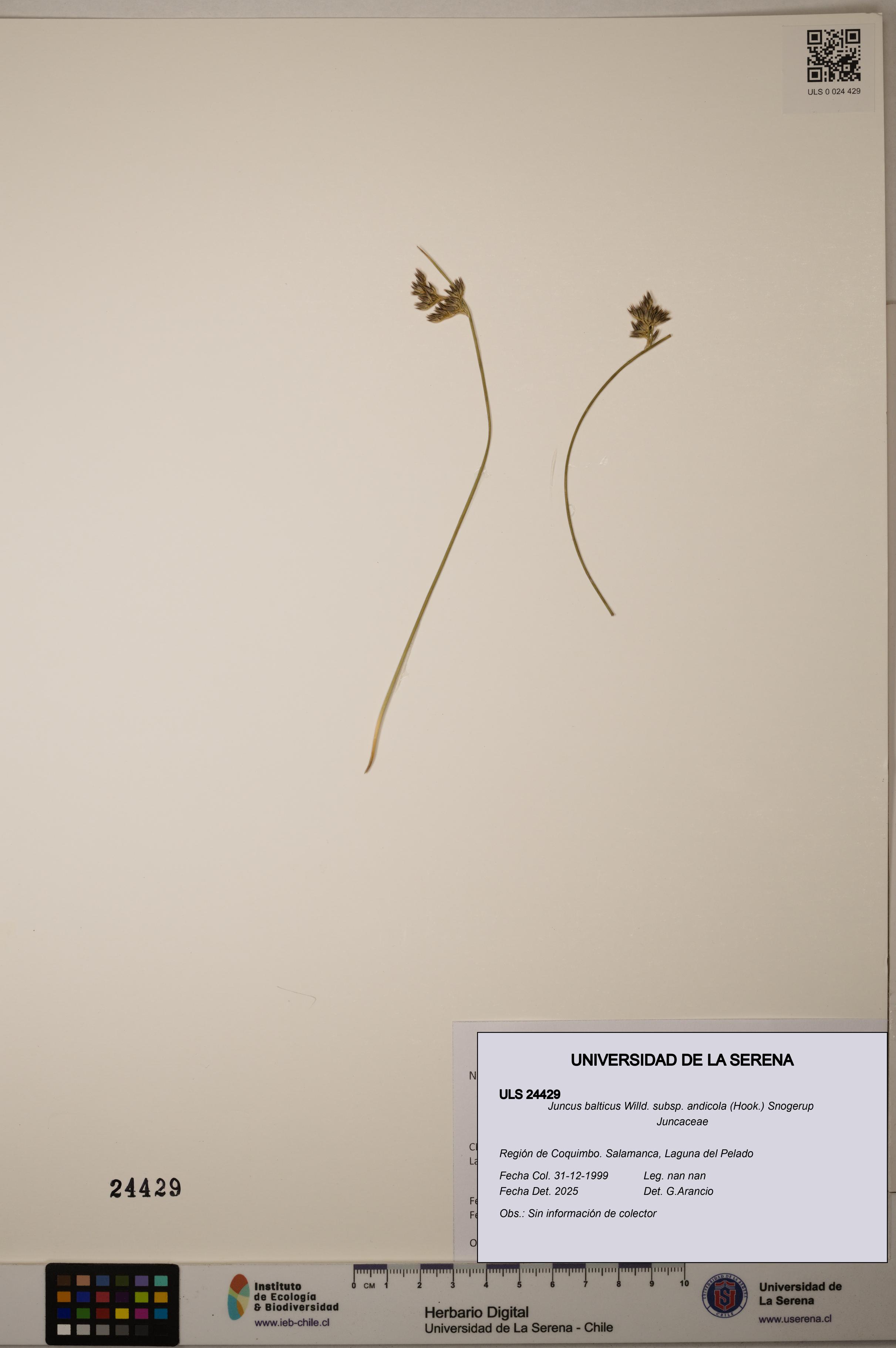 Juncus balticus [Espécimen: ULS:ULS:0024429]