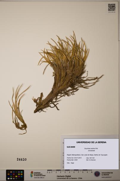 Oxychloe andina [Espécimen: ULS:ULS:0024430]
