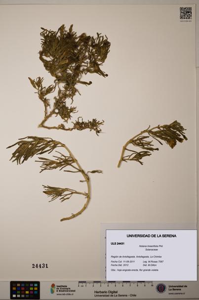 Nolana linearifolia [Espécimen: ]